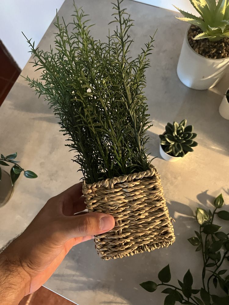 Conjunto de plantas de decoração