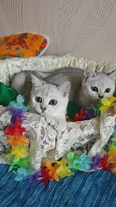 Дівчинка і хлопчик сріблясті шиншили