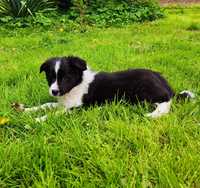 Border Collie - szczeniak