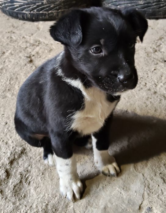 Szczeniaczki za darmo