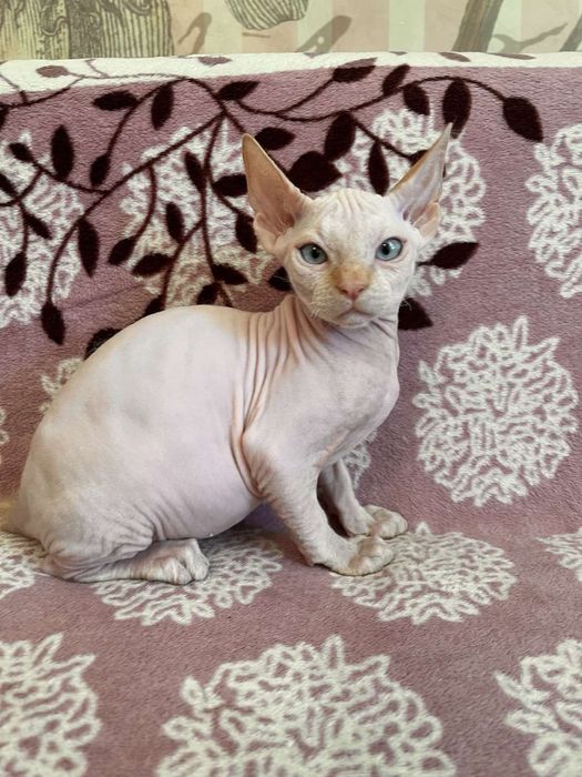 Продам котенка .