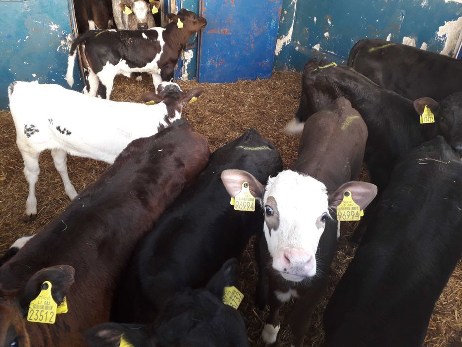 Cielaki MM, MS, SM, byczki, jałówki, jałówki i byczki HF RW, dowóz