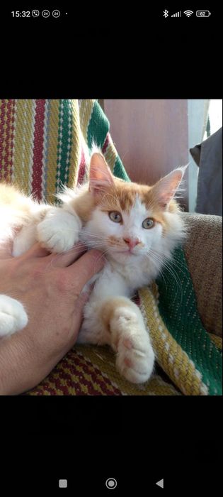 Продам Мейкуна самця