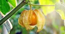 Árvore da physalis*
