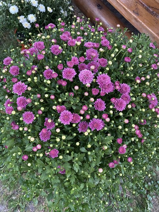 Хризантема мультифлора, шаровидна