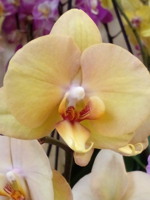 Орхидея Подростки из фласок