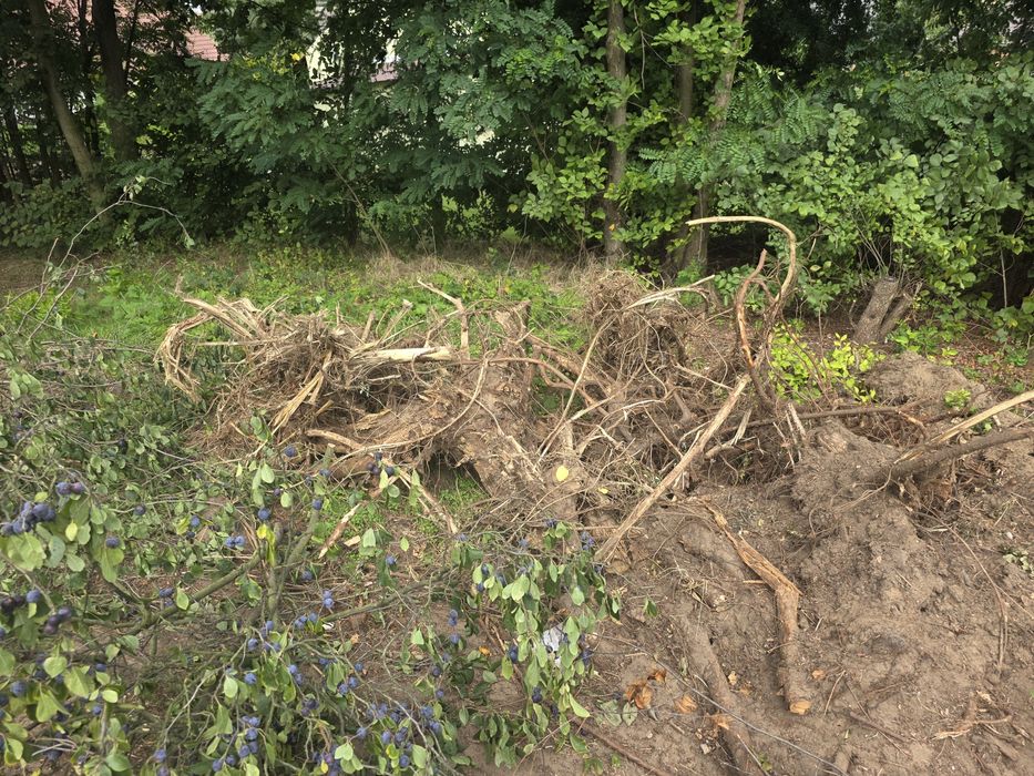 Korzenie drzew oddam