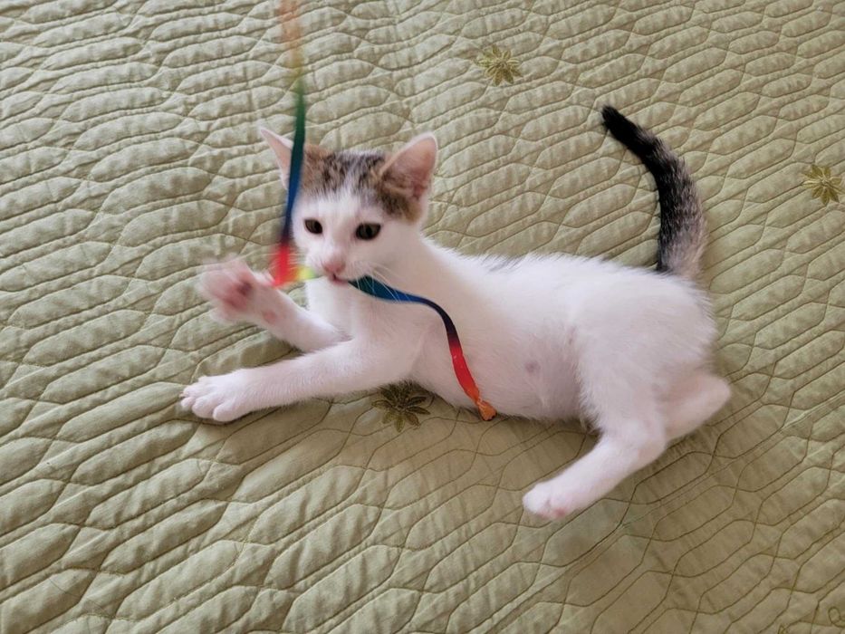 Kto pokocha Maję? Adoptuj!