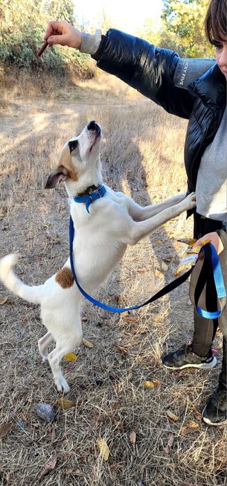 Бесплатно в добрые руки