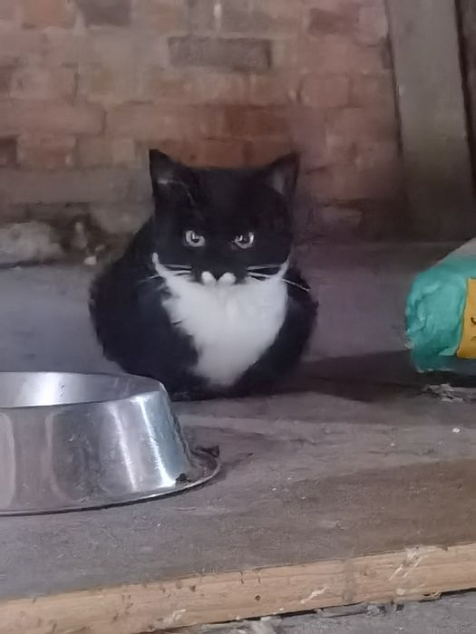 porzucone kotki proszą o dom