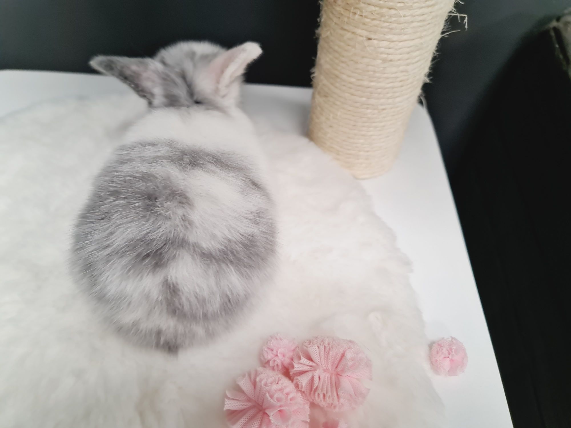 Mini lop królik króliczek miniaturka hodowla transport