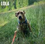 Lola, przytulaśna, staffik mix, adopcja za darmo oddam