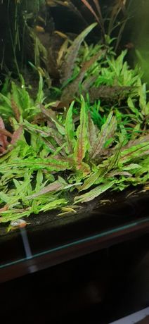 Cryptocoryne green gecko