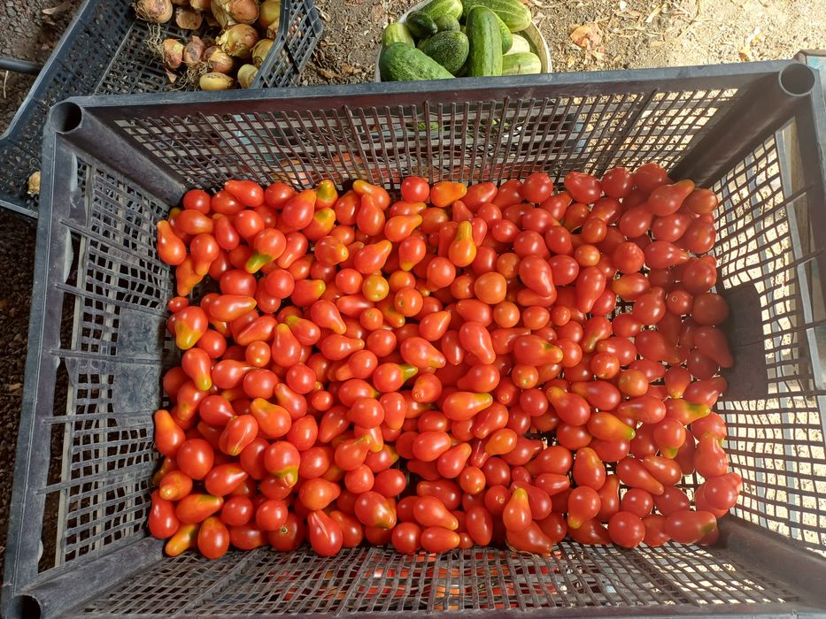 Warzywa-buraki,czosnek,pomidory,cebula,marchew