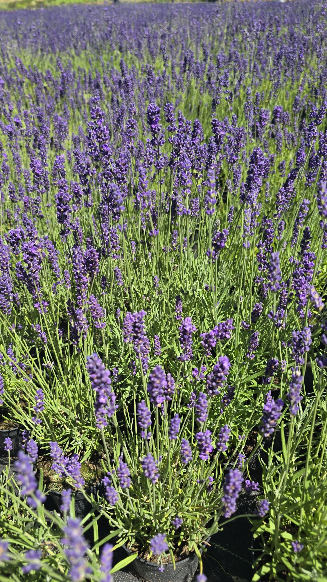 Lawenda hidcote blue  wąskolistna hurt detal