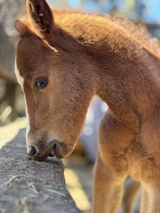 Ogier kon  kasztan malowany  wysoki 140