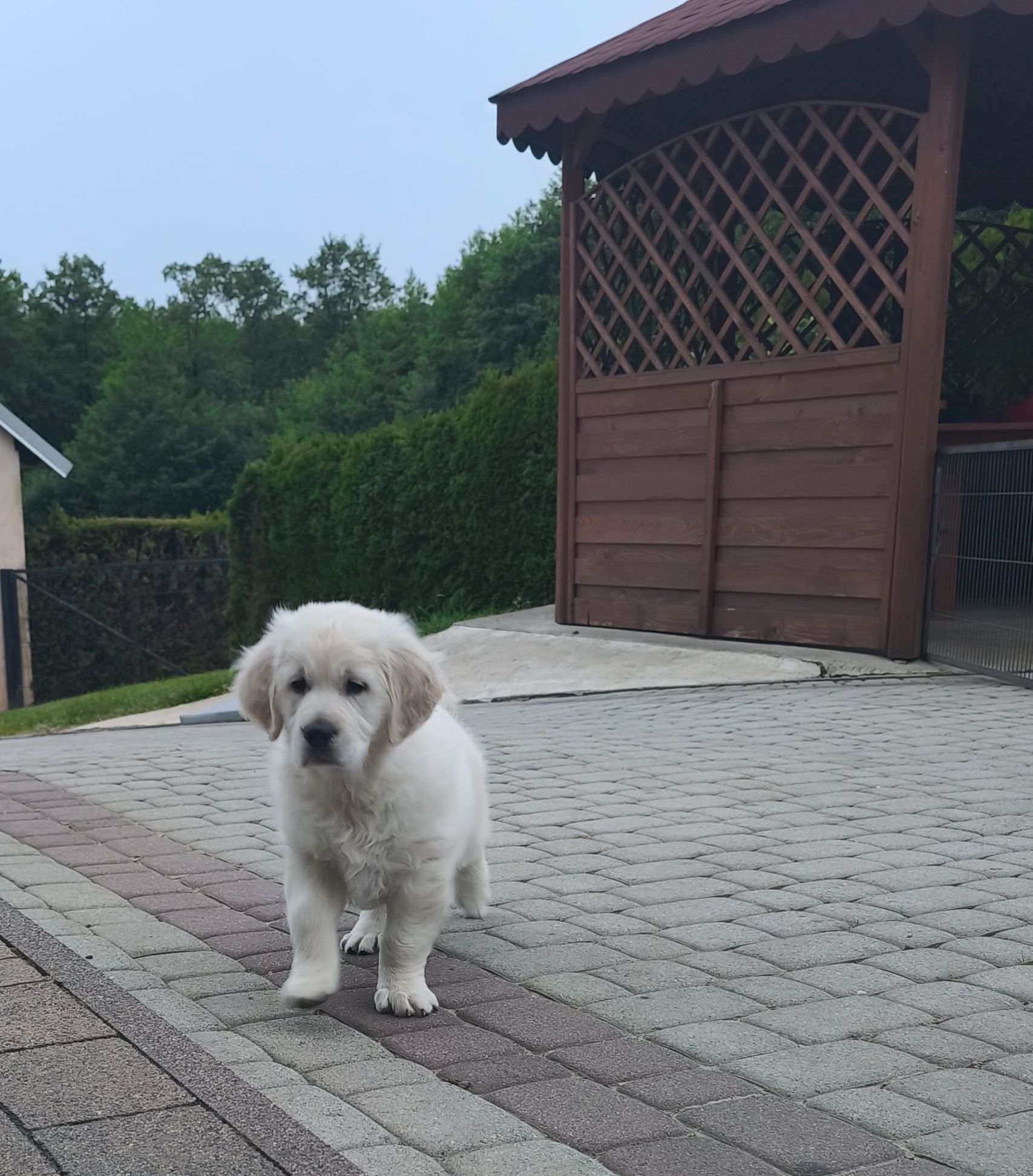 Golden Retriever ZKwP FCI piesek