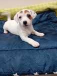 Jack Russell terrier szczenie suczka