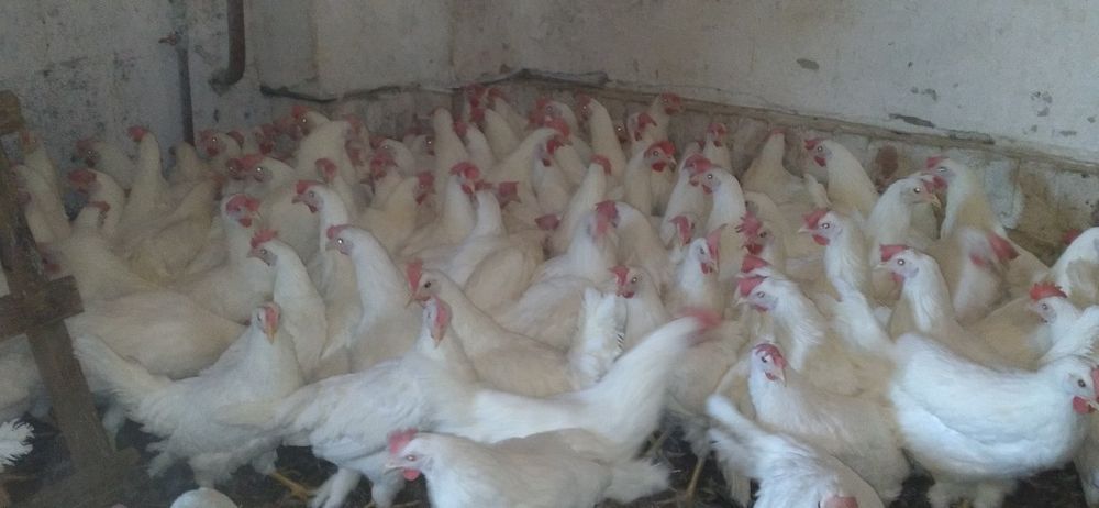 Nioski Leghorn 24 tygodnie z Wysyłką!
