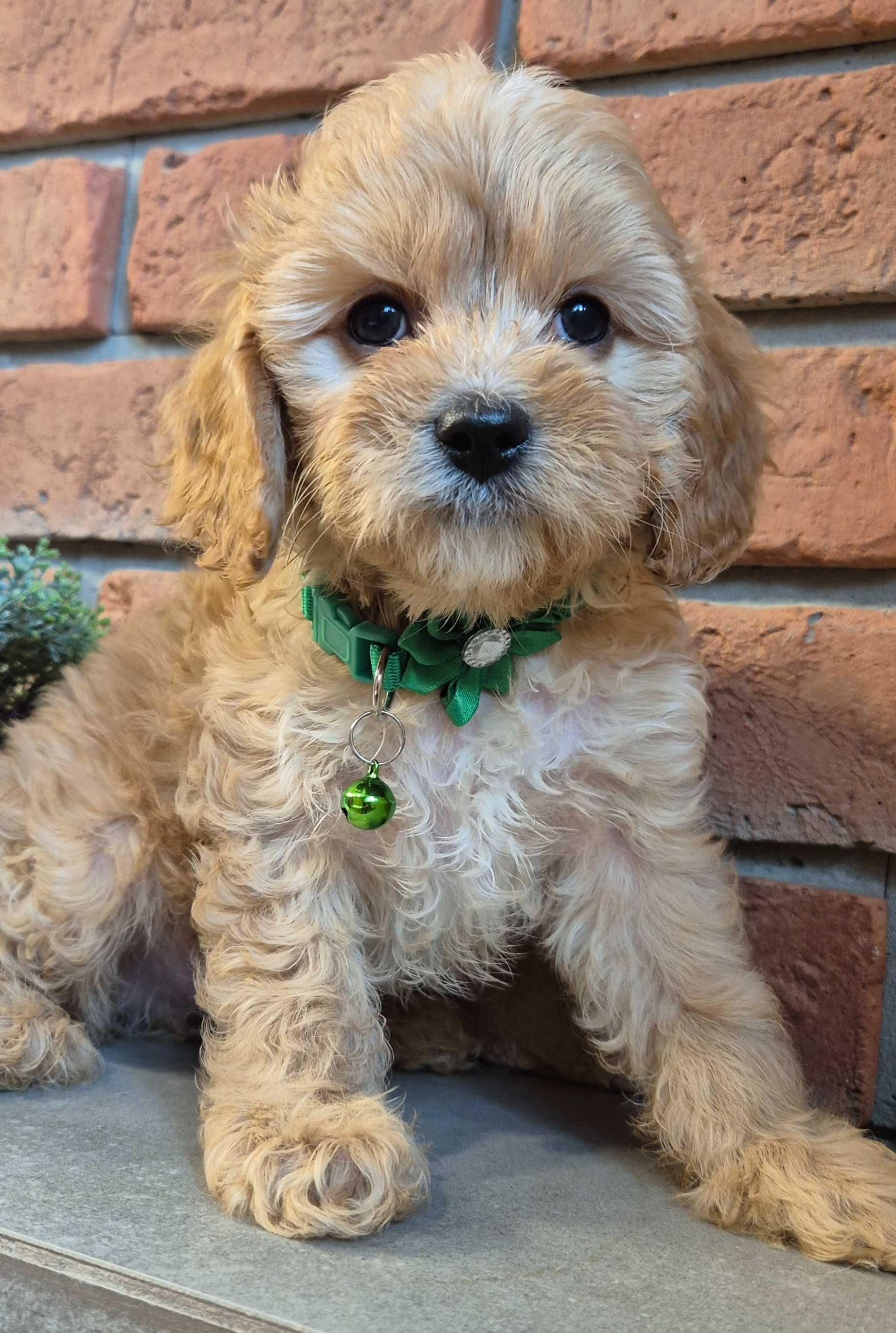 Cavapoo piekny Uzzi  do odbioru