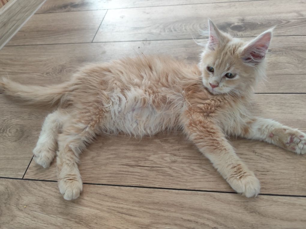 Kremowy kocurek Maine Coon- gotowy do odbioru