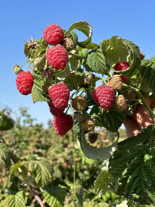 Продаж бізнесу з вирощування малини 5,5 га