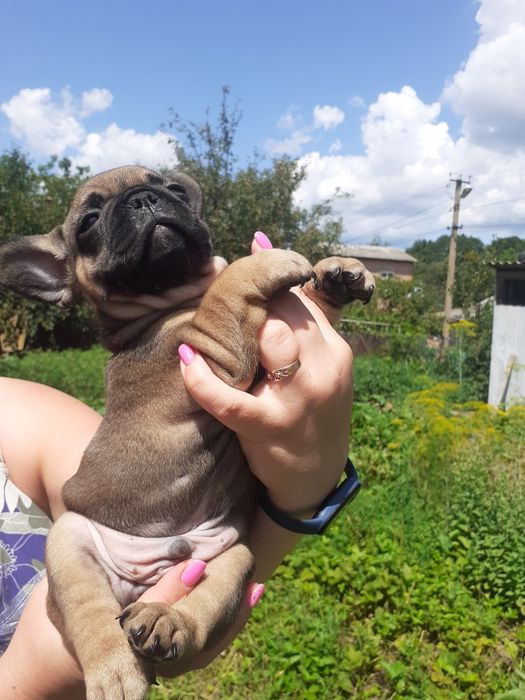 Продам щенков французского бульдога