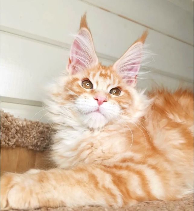 Детки мейн-кун, есть мальчики и девочки