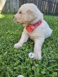 Psiak Golden retriever z rodowodem