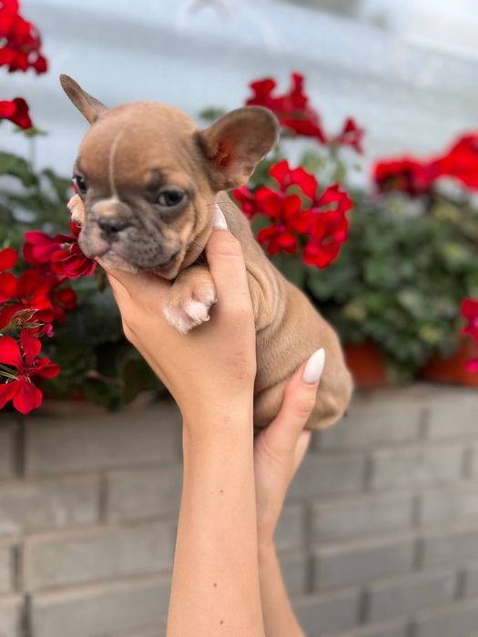 Французські бульдони міні