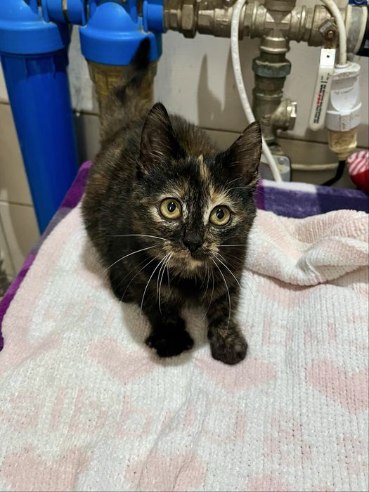 Котенок Моника 2 мес привита