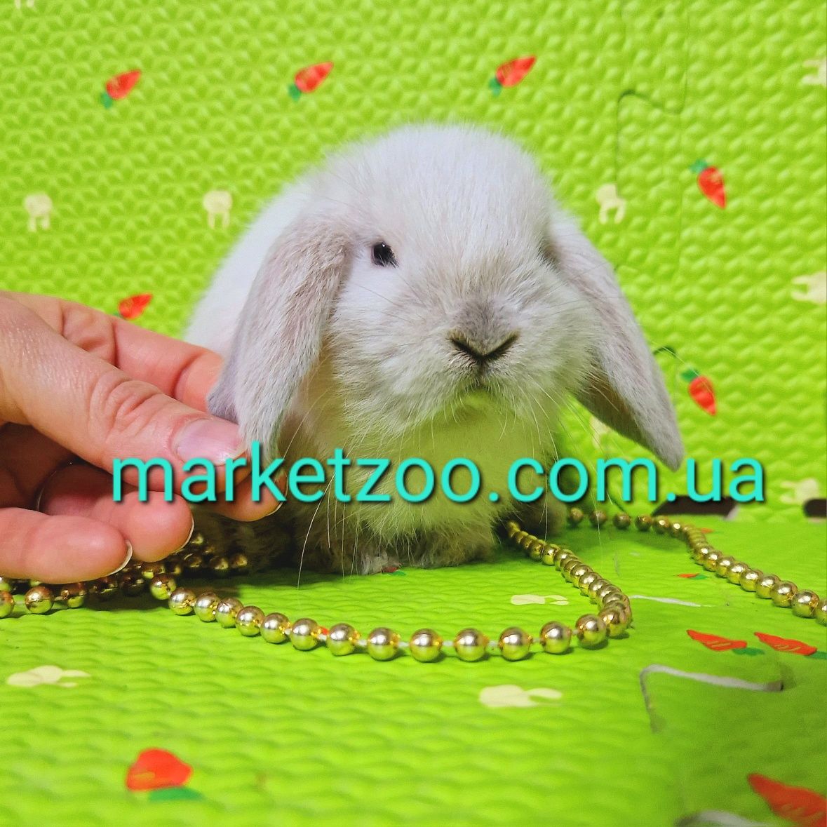 Мини мiнi mini lop карликовые кролики карликовi висловухий баранчик