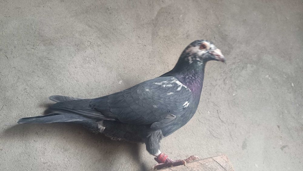 Gołębie Pocztowe! Lotowany Vangramberen/Czip!Mega Okaz