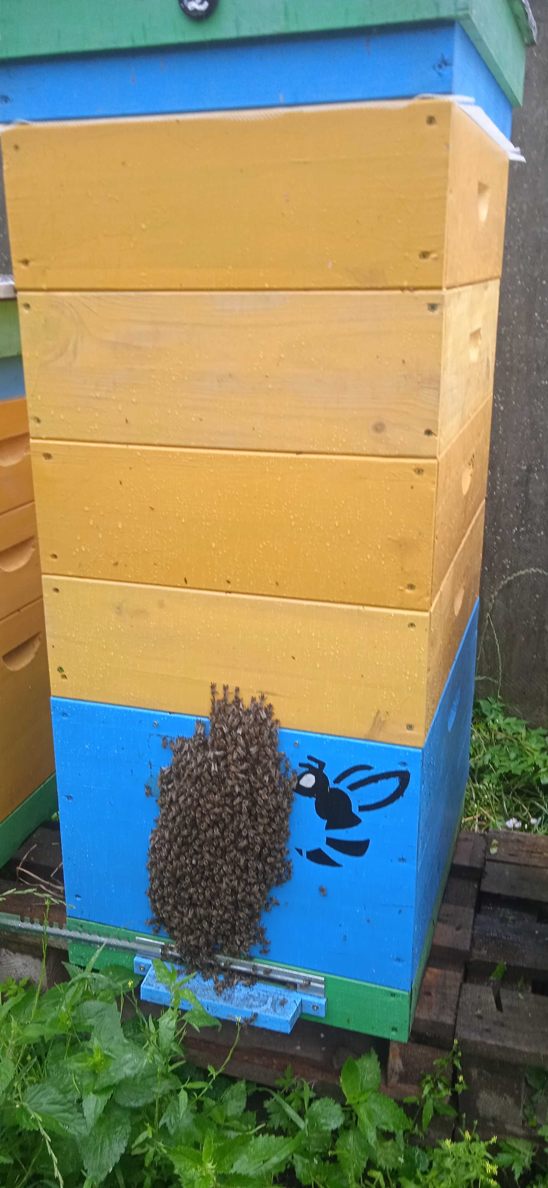 Бджолопакети, бджолосім'ї