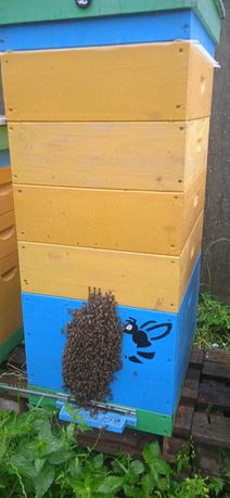 Бджоли, бджолосім'ї, вулики, бджолопакети