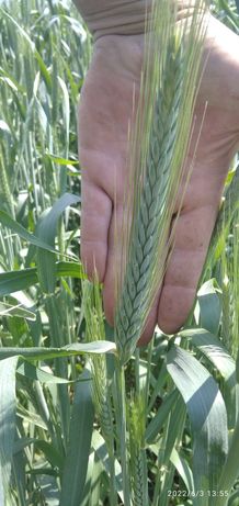 Насіння трансгенної Канадської пшениці першого гатунку Alma