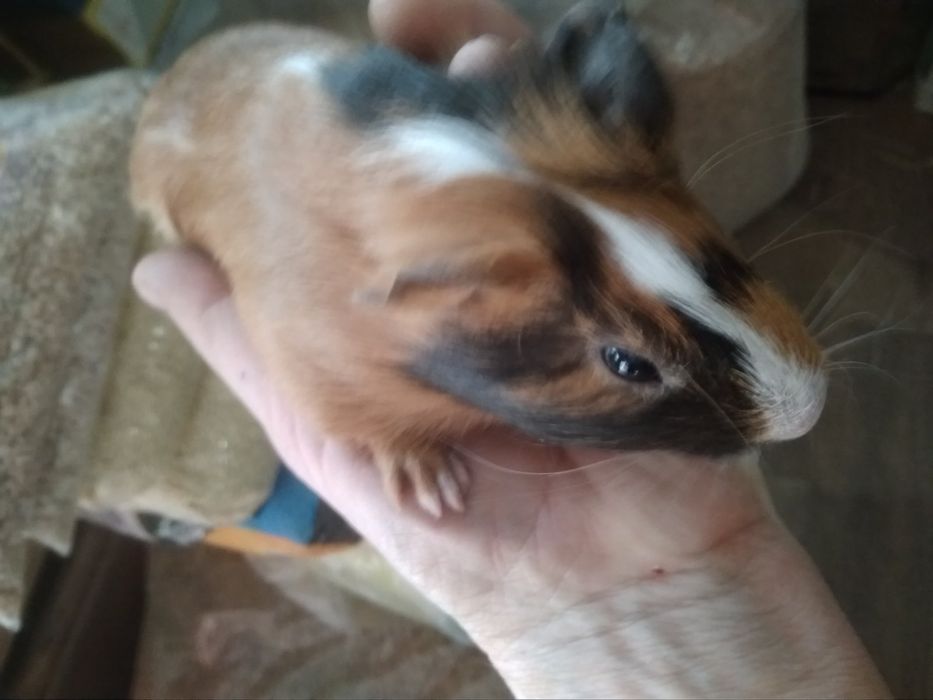 Есть выбор морские свинки разные породы