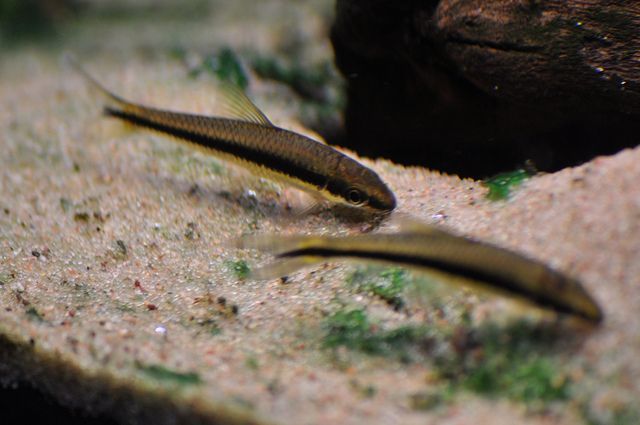 Kosiarka - Tina Zoo Zabrze