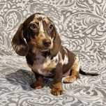 ^^suczka jamnik choco merle^^