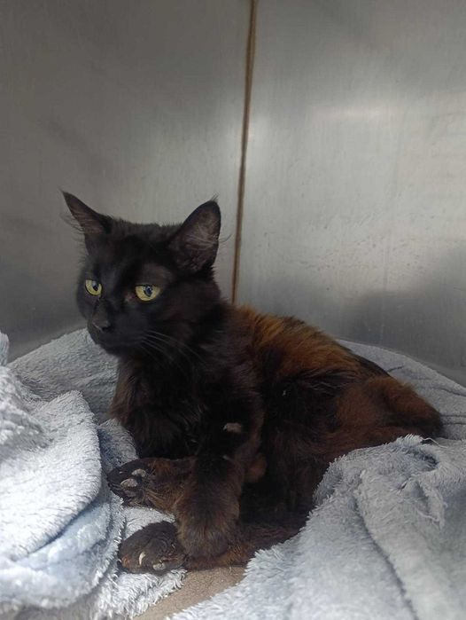 Gata Sênior para adoção responsável