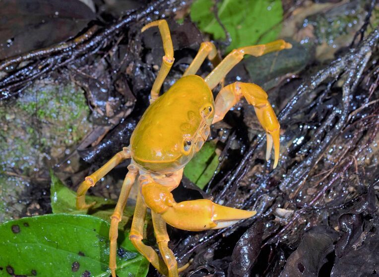 Krab kraby terrathelphusa Kaufen bananowy wysyłka