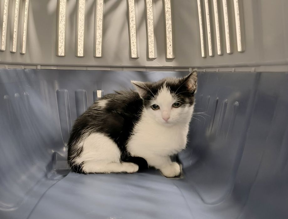 Ile jeszcze czasu musi minąć, aby ktoś je pokochał?..