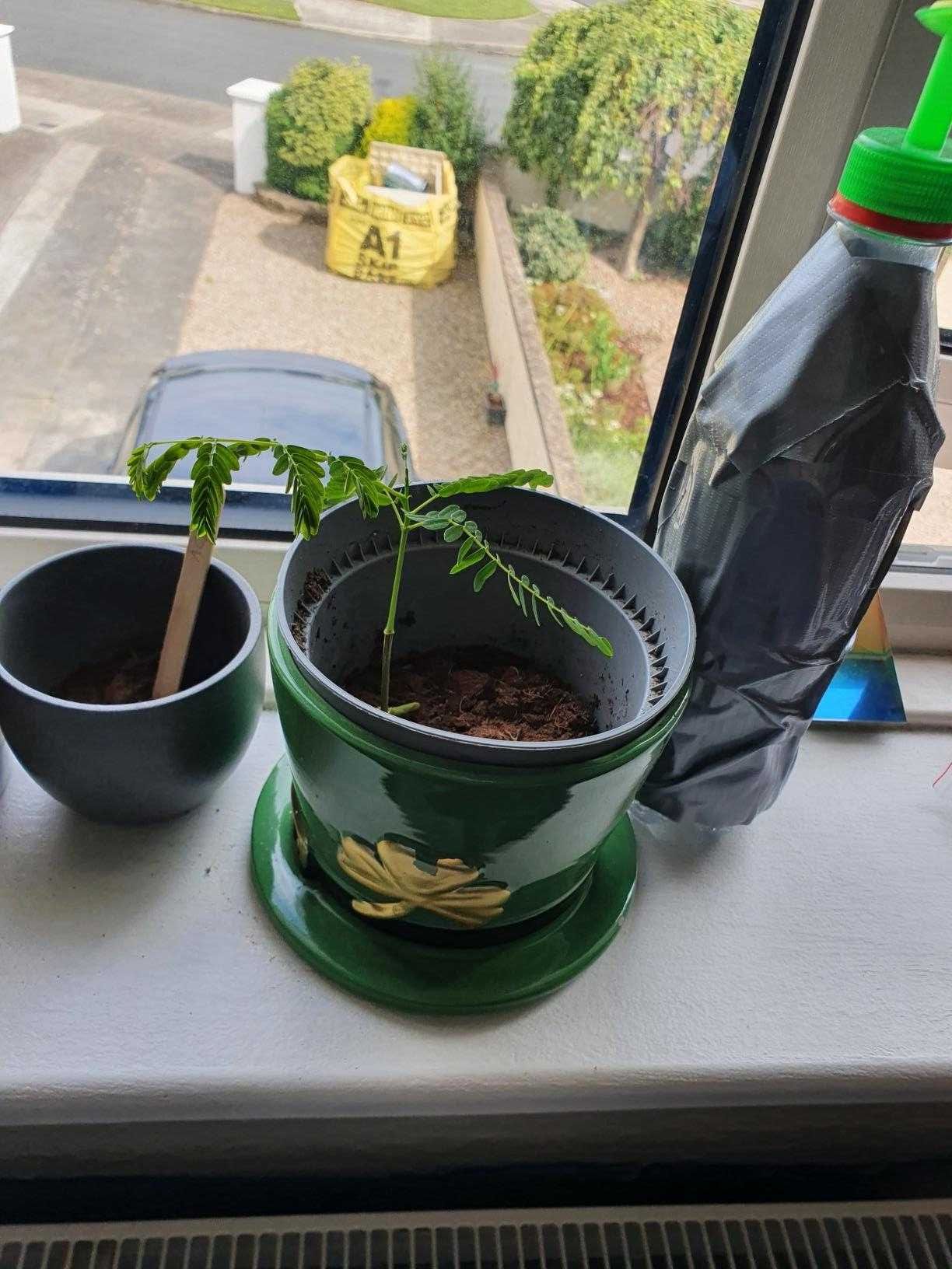 Drzewko Bonsai Kompletny Zestaw do Uprawy Drzewka Nasiona Bonsai