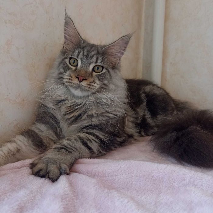 Мейн Кун мальчик котенок