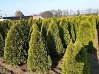 Thuja szmaragd 100cm