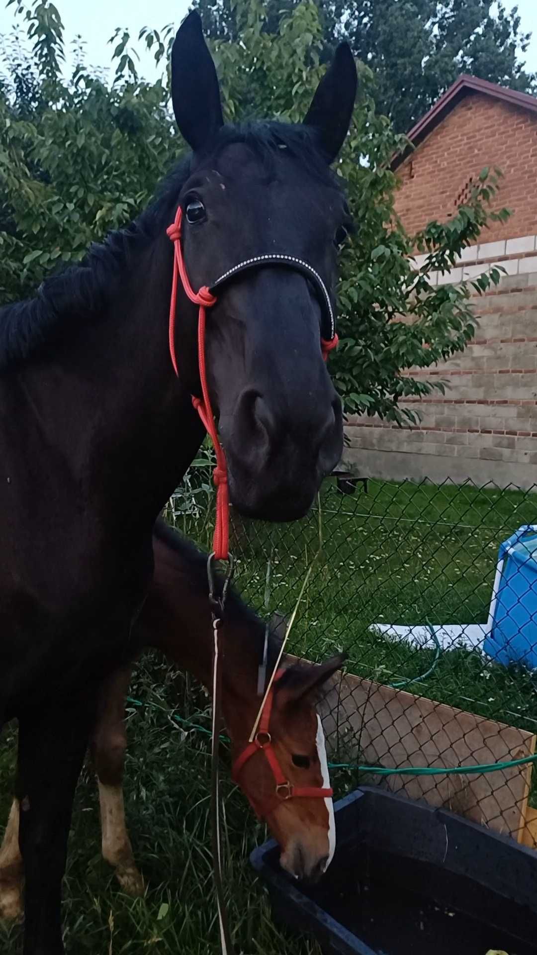 Wyrzedżawie/sprzedam klacz