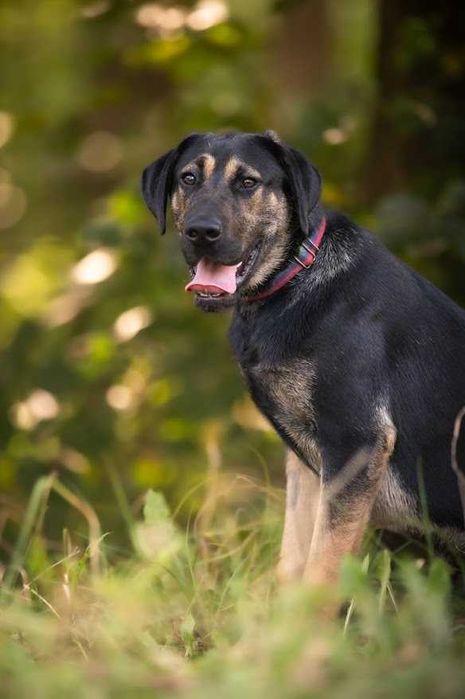 Diego duży szczeniak szuka domu