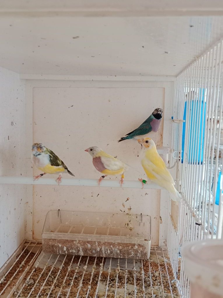 Diamantes de Gould