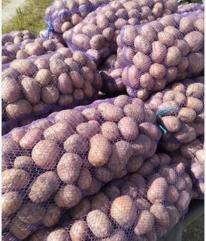 Картопля велика та сіянка