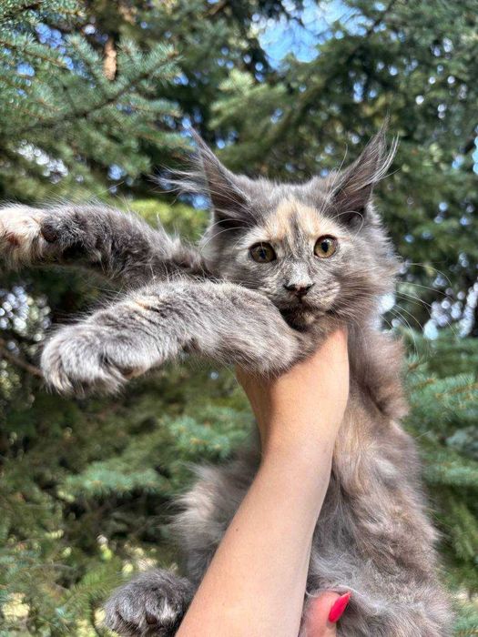 Кішечка мейн кун зі всіма документами WCF та доставкою Україною